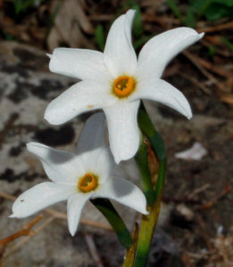 narciso autunnale